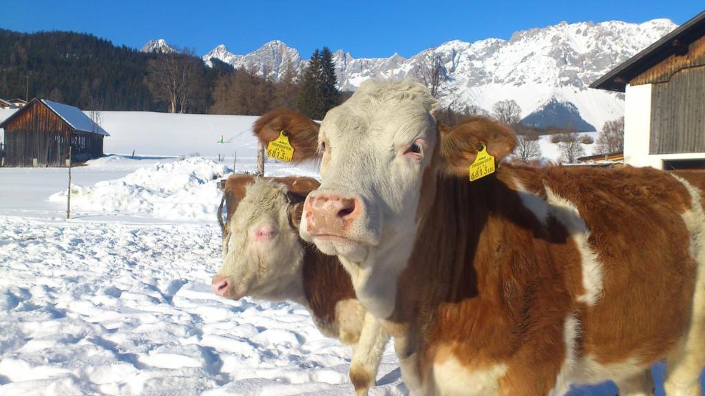 Brandstaetterhof Otel Schladming Dış mekan fotoğraf